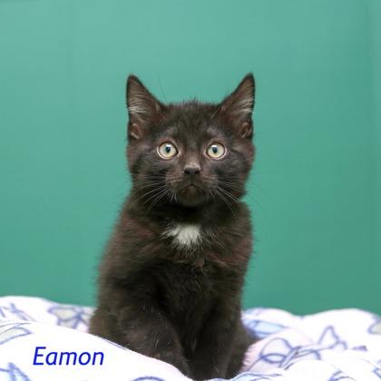 Eamon, Adoptable, Kitten Male Domestic Short Hair & Domestic Short Hair.