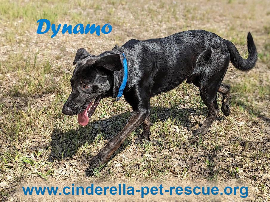 Dynamo, Adoptable, Young Male Labrador Retriever & Shepherd.
