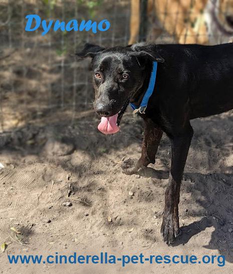 Enlarge Dynamo, a Adoptable mixed breed in Mission, TX image 2/4