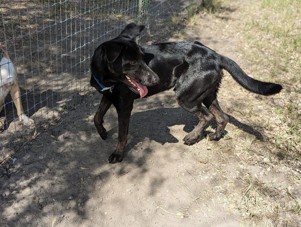 Enlarge Dynamo, a Adoptable mixed breed in Mission, TX image 3/4