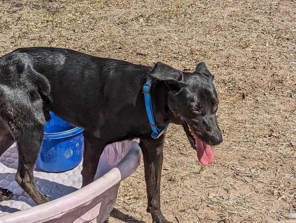 Enlarge Dynamo, a Adoptable mixed breed in Mission, TX image 4/4