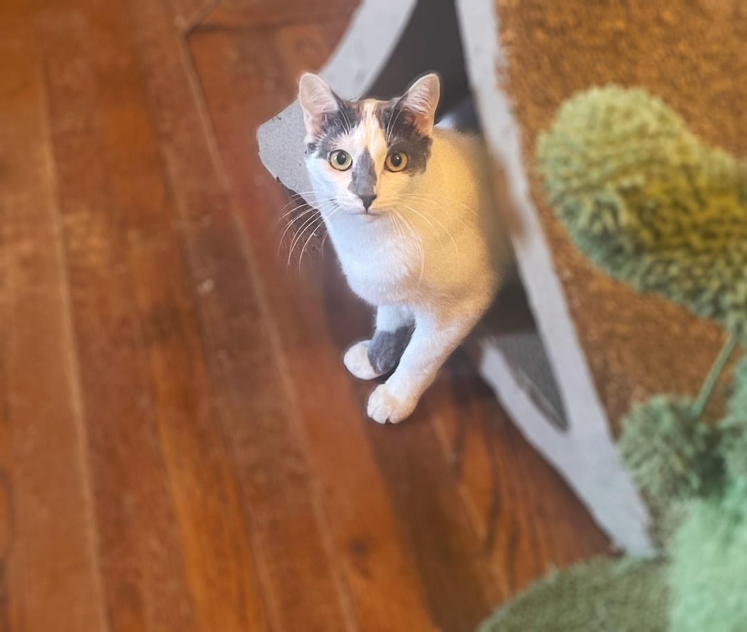 Dottie