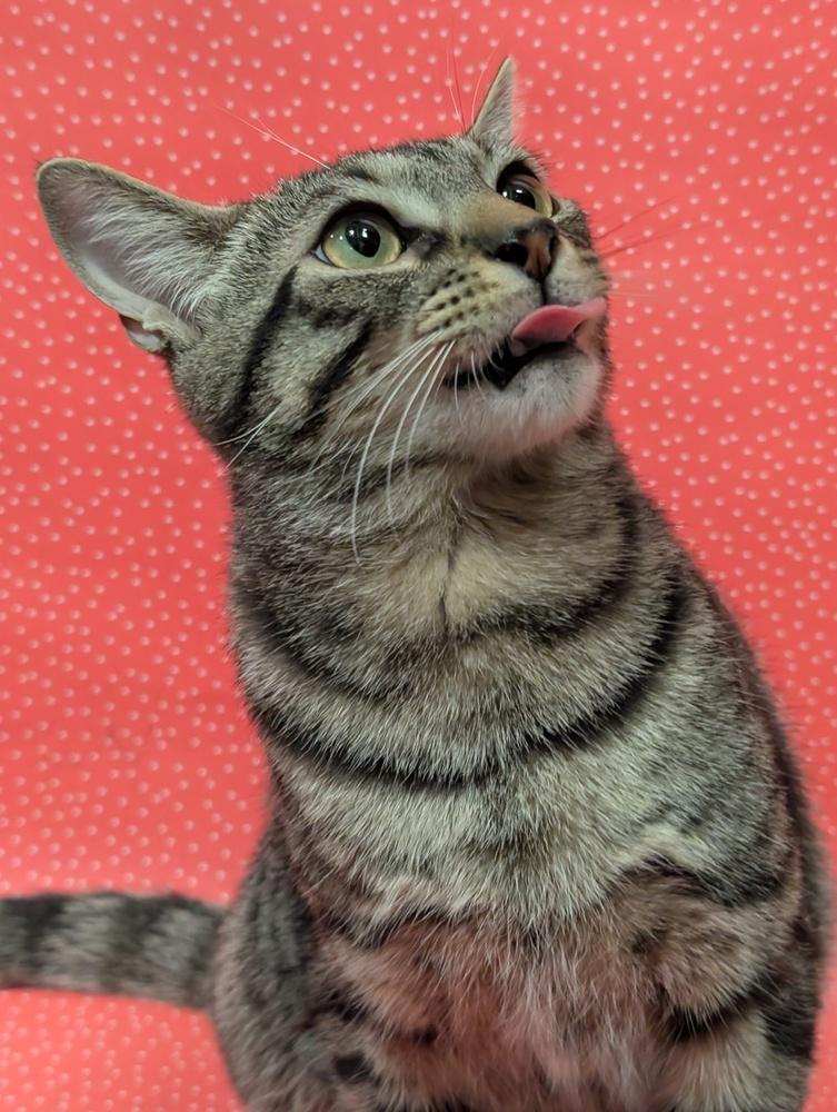 Enlarge Furio, a Adoptable mixed breed in Greensboro, NC image 3/6