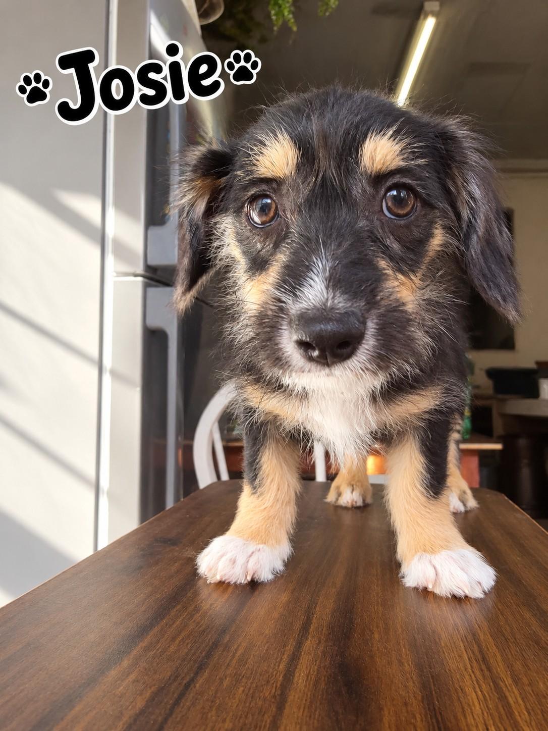 Enlarge Josie, a Adoptable mixed breed in Poway, CA image 1/1