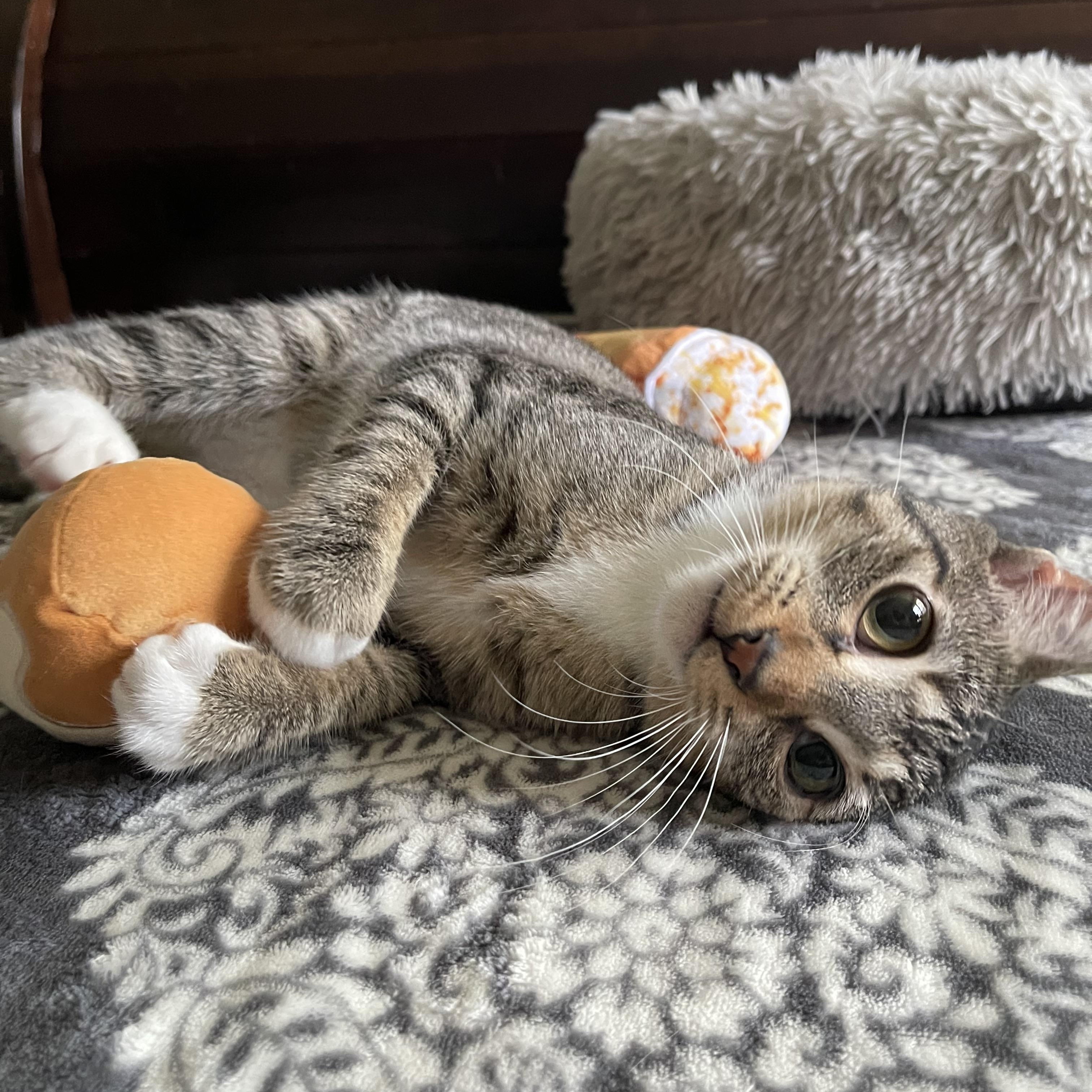 Dorita - Riley Fuzzel Petsmart