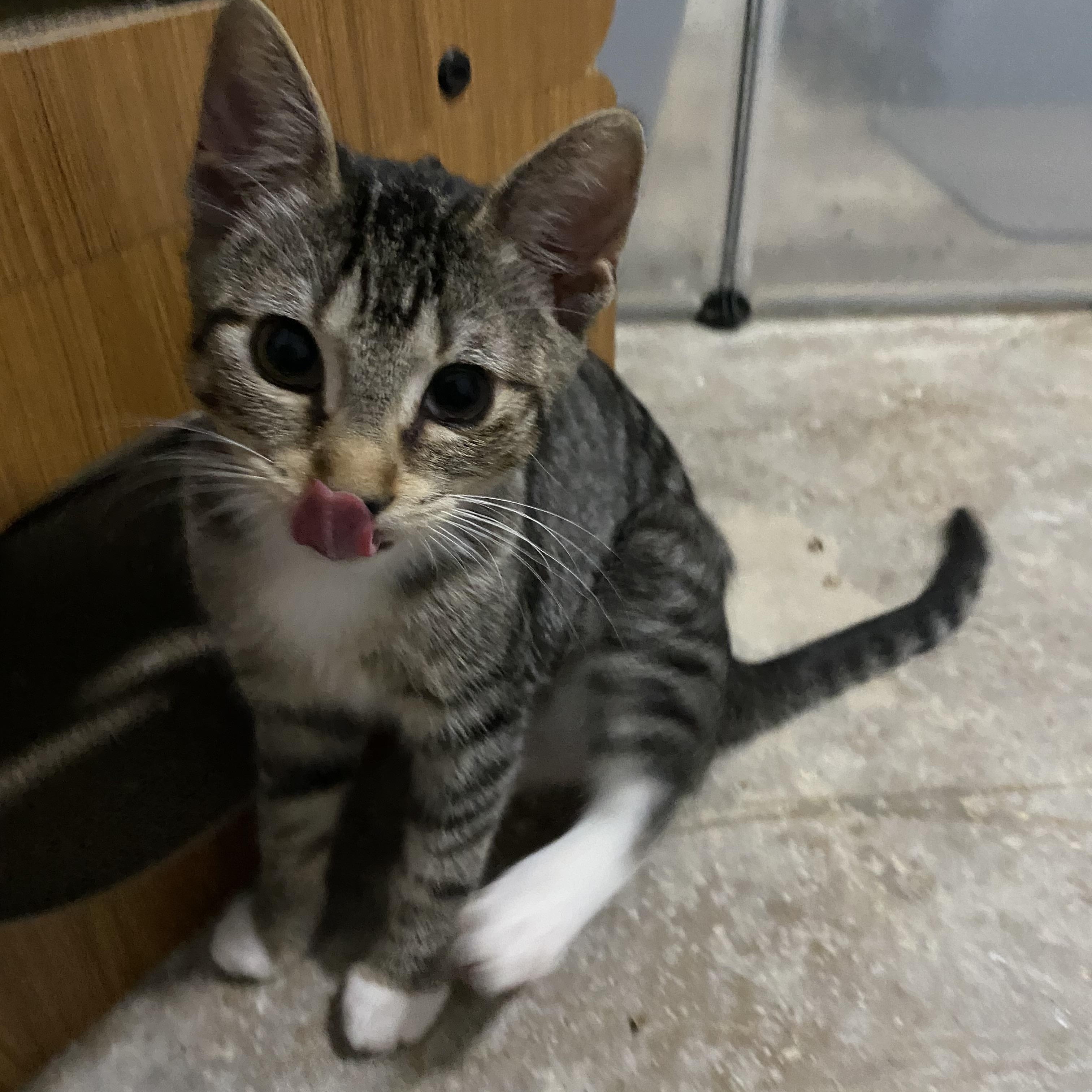 Dorita - Riley Fuzzel Petsmart — thumbnail 2