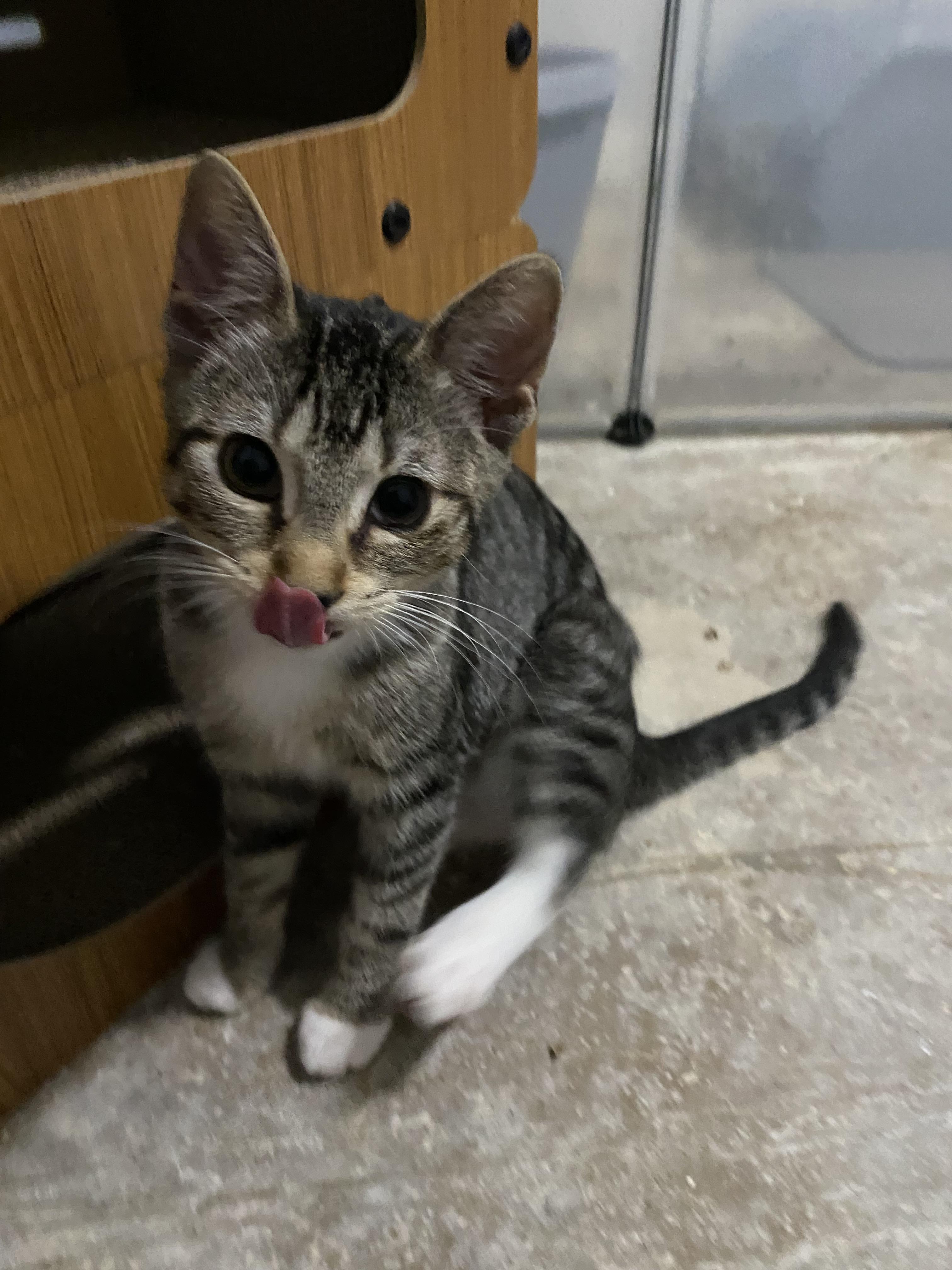Dorita - Riley Fuzzel Petsmart