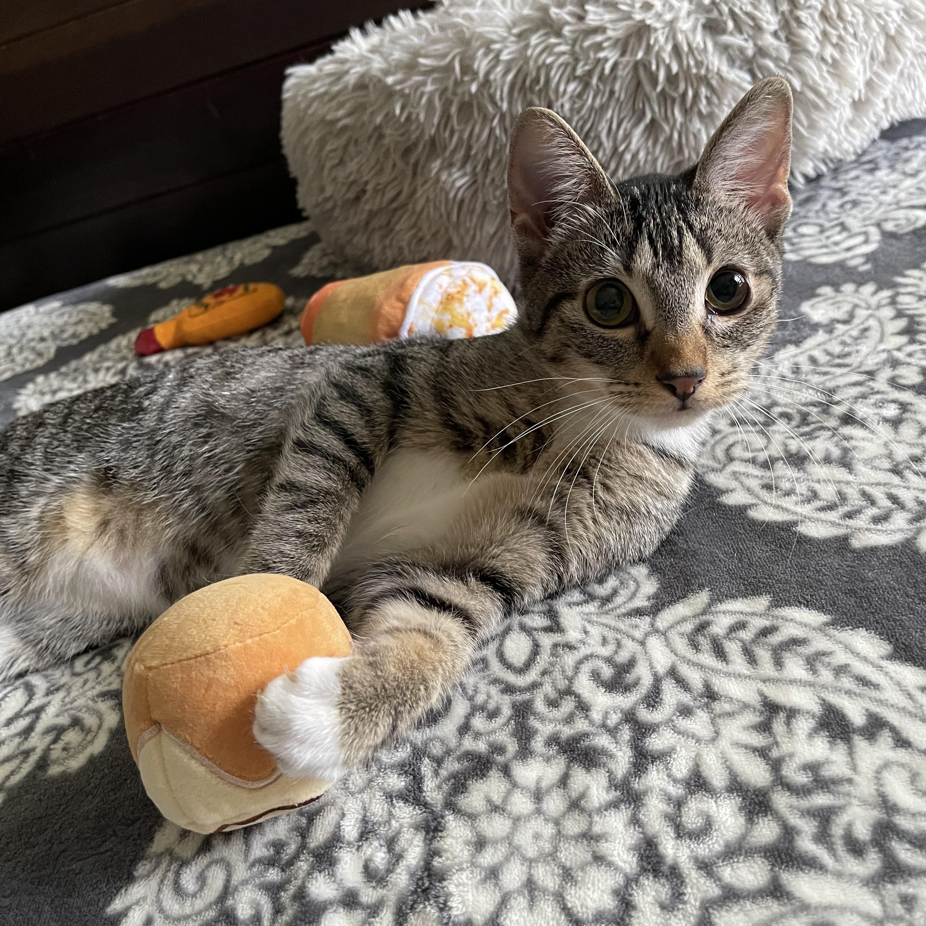 Dorita - Riley Fuzzel Petsmart — thumbnail 3