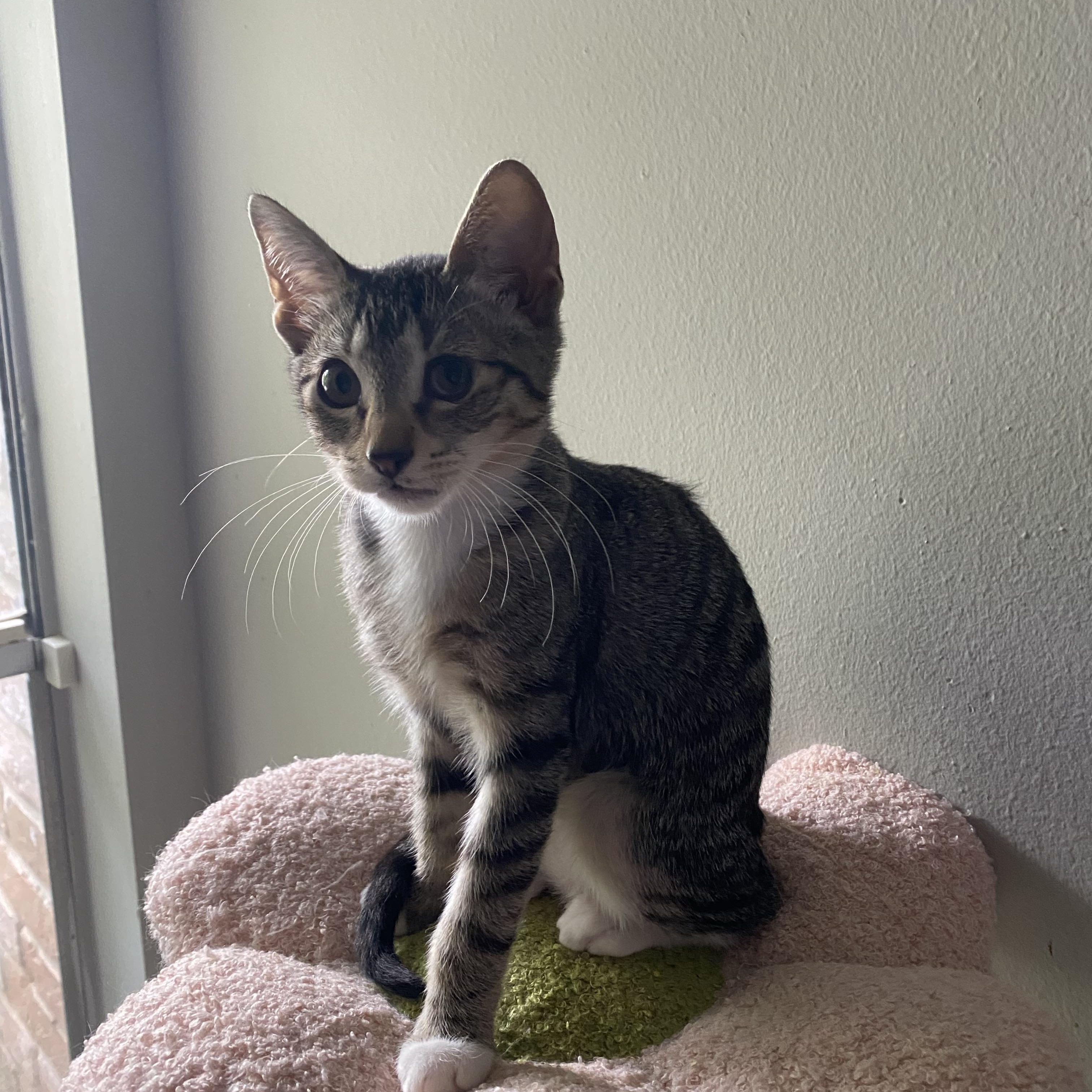 Dorita - Riley Fuzzel Petsmart