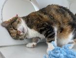 Ellie AKA Emmy, an adoptable Domestic Short Hair in Newport, NC, 28570 | Photo Image 3
