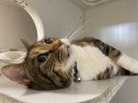 Ellie AKA Emmy, an adoptable Domestic Short Hair in Newport, NC, 28570 | Photo Image 4