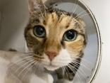 Ellie AKA Emmy, an adoptable Domestic Short Hair in Newport, NC, 28570 | Photo Image 1