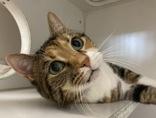 Ellie AKA Emmy, an adoptable Domestic Short Hair in Newport, NC, 28570 | Photo Image 2
