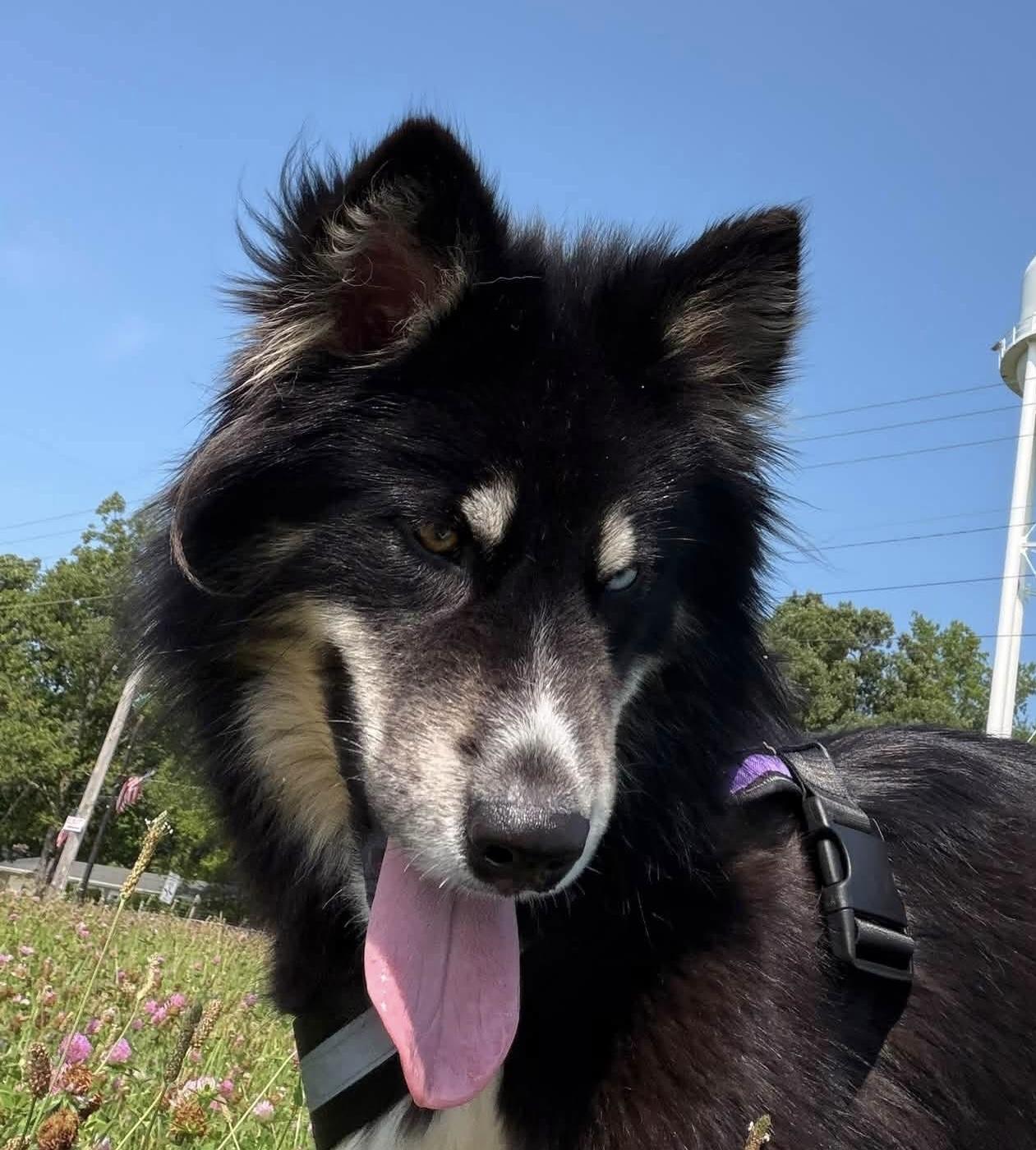 NOVA, a ADOPTABLE Alaskan Malamute in Ashland, OH image 2/2