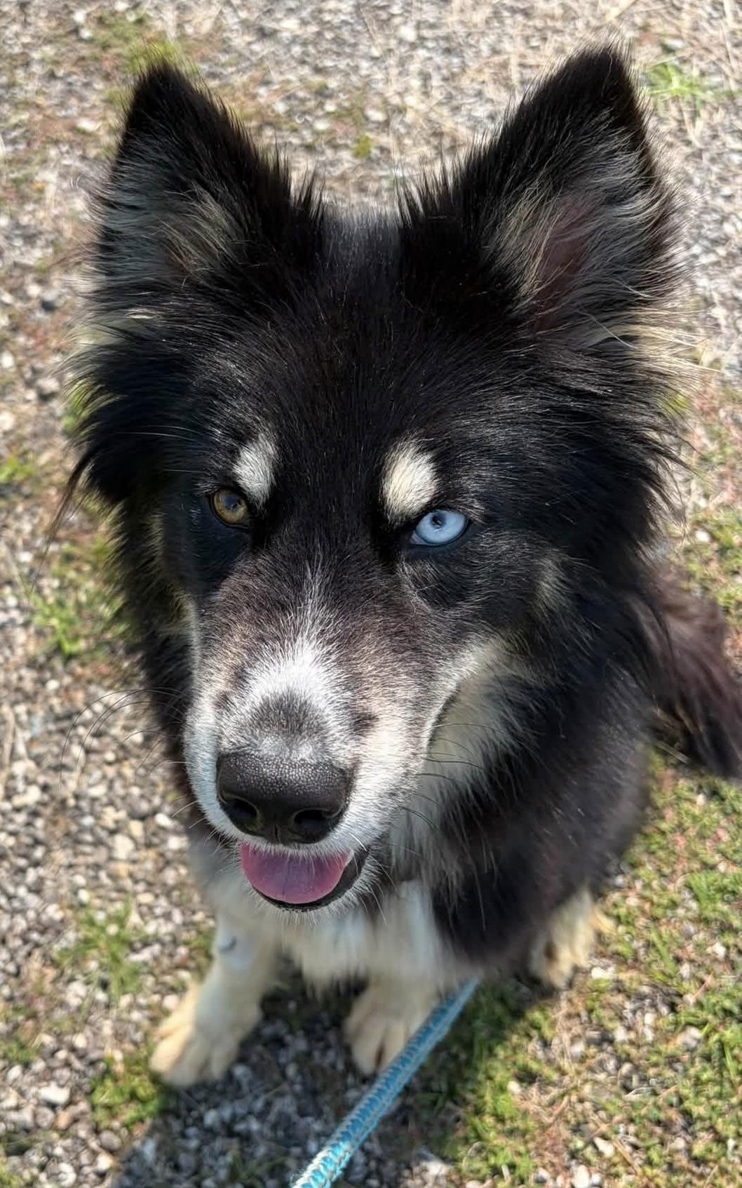 NOVA, a ADOPTABLE Alaskan Malamute in Ashland, OH image 1/2