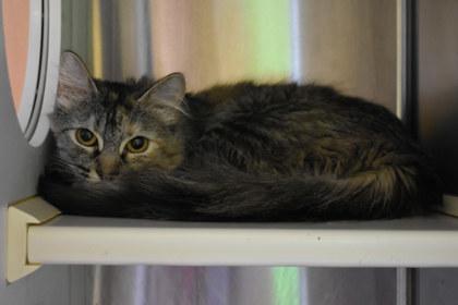 Marf, Adoptable, Adult Female Domestic Long Hair & Domestic Short Hair.