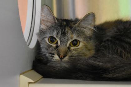 Enlarge Marf, a Adoptable mixed breed in Kansas City, MO image 2/2