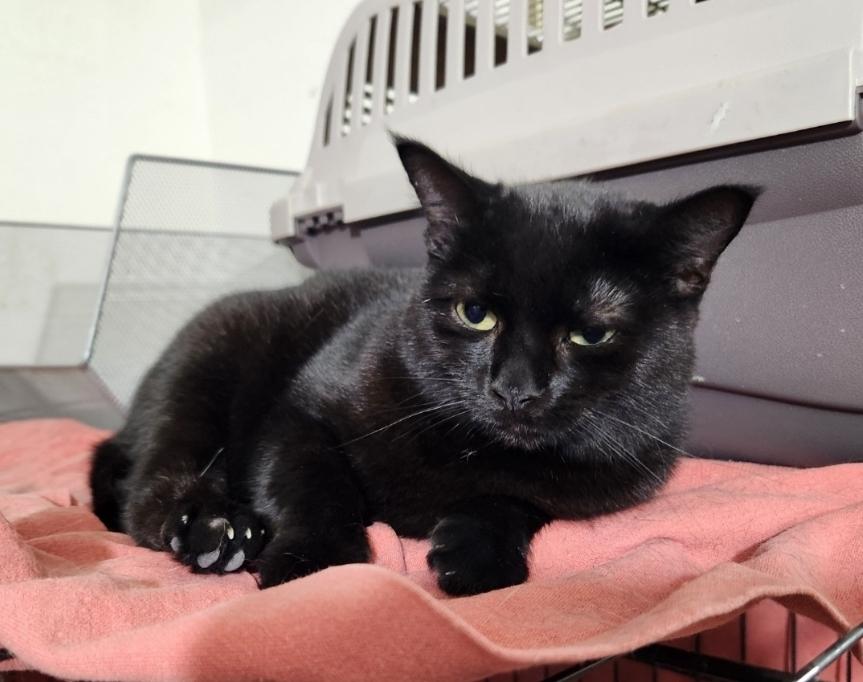 Chiquita thumbnail 5