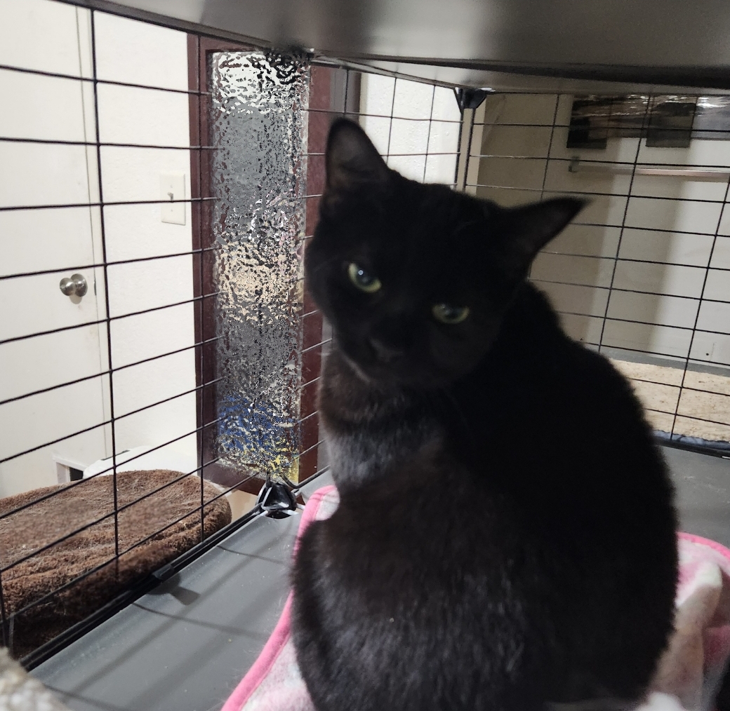 Enlarge Chiquita, a Adoptable mixed breed in BEVERLY HILLS, CA image 3/6