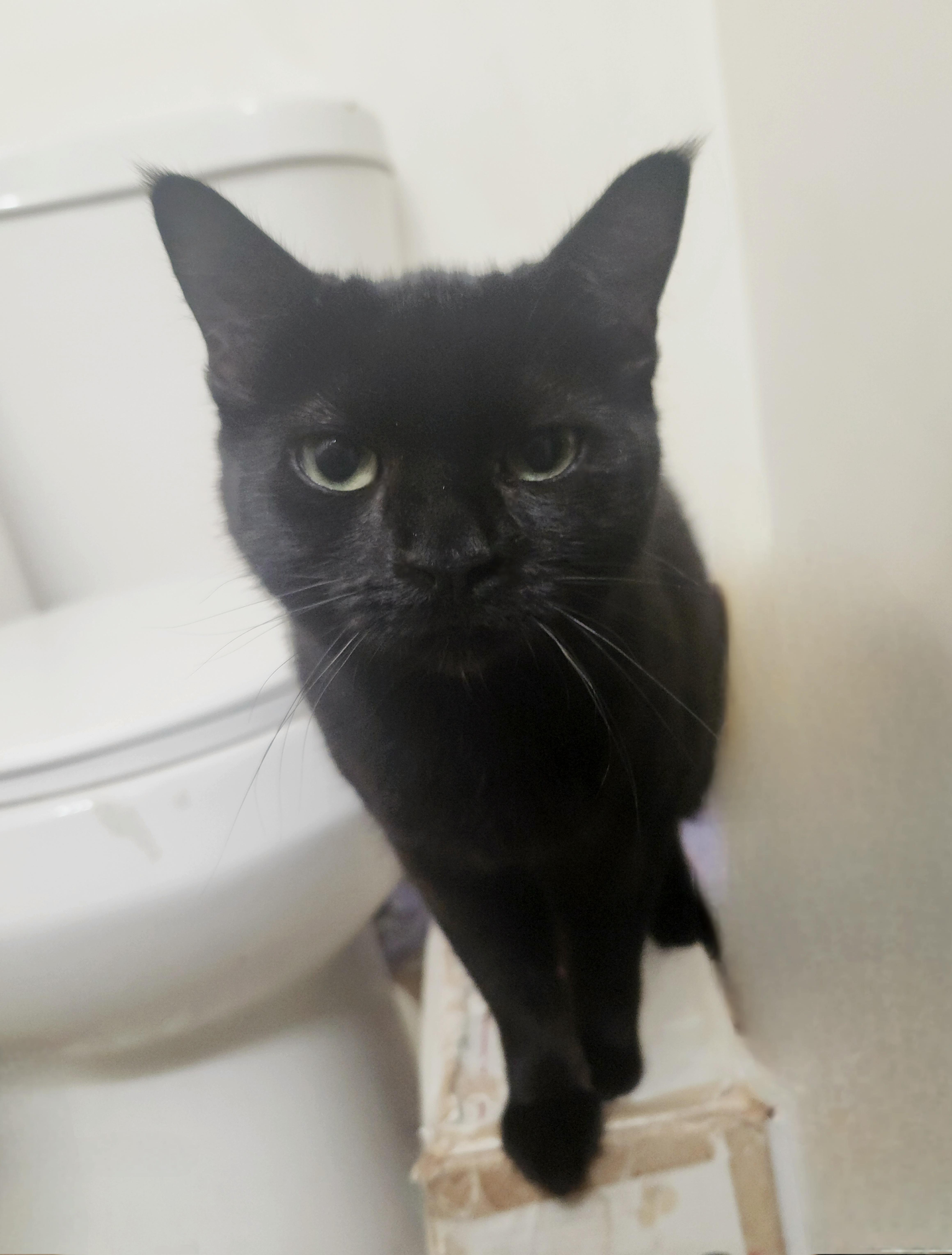 Enlarge Chiquita, a Adoptable mixed breed in BEVERLY HILLS, CA image 2/6