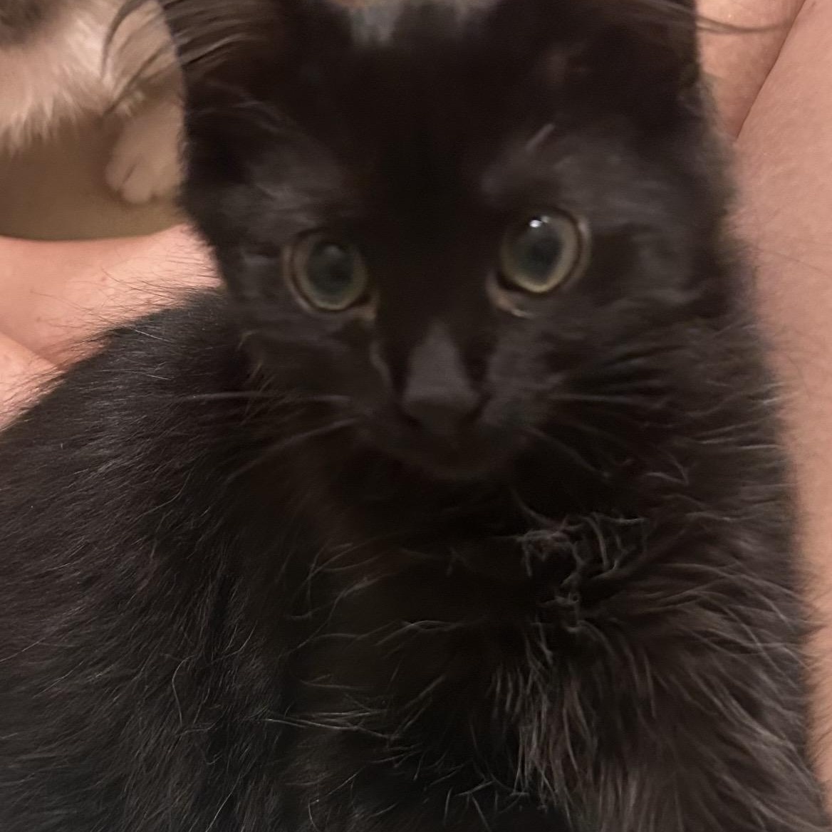 Enlarge Brownie, a ADOPTABLE Domestic Short Hair in Kannapolis, NC image 5/6