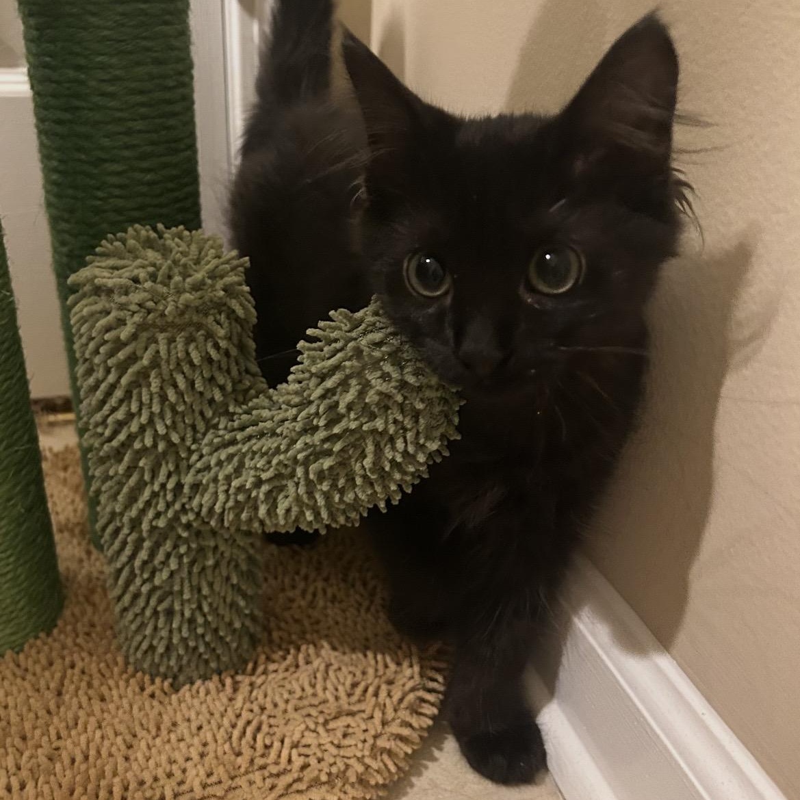 Enlarge Brownie, a ADOPTABLE Domestic Short Hair in Kannapolis, NC image 1/6