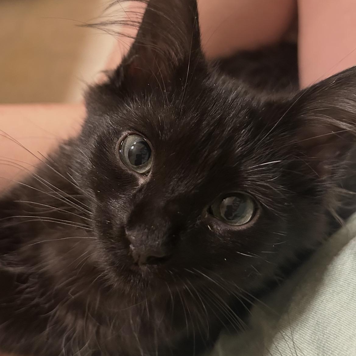 Enlarge Brownie, a ADOPTABLE Domestic Short Hair in Kannapolis, NC image 6/6