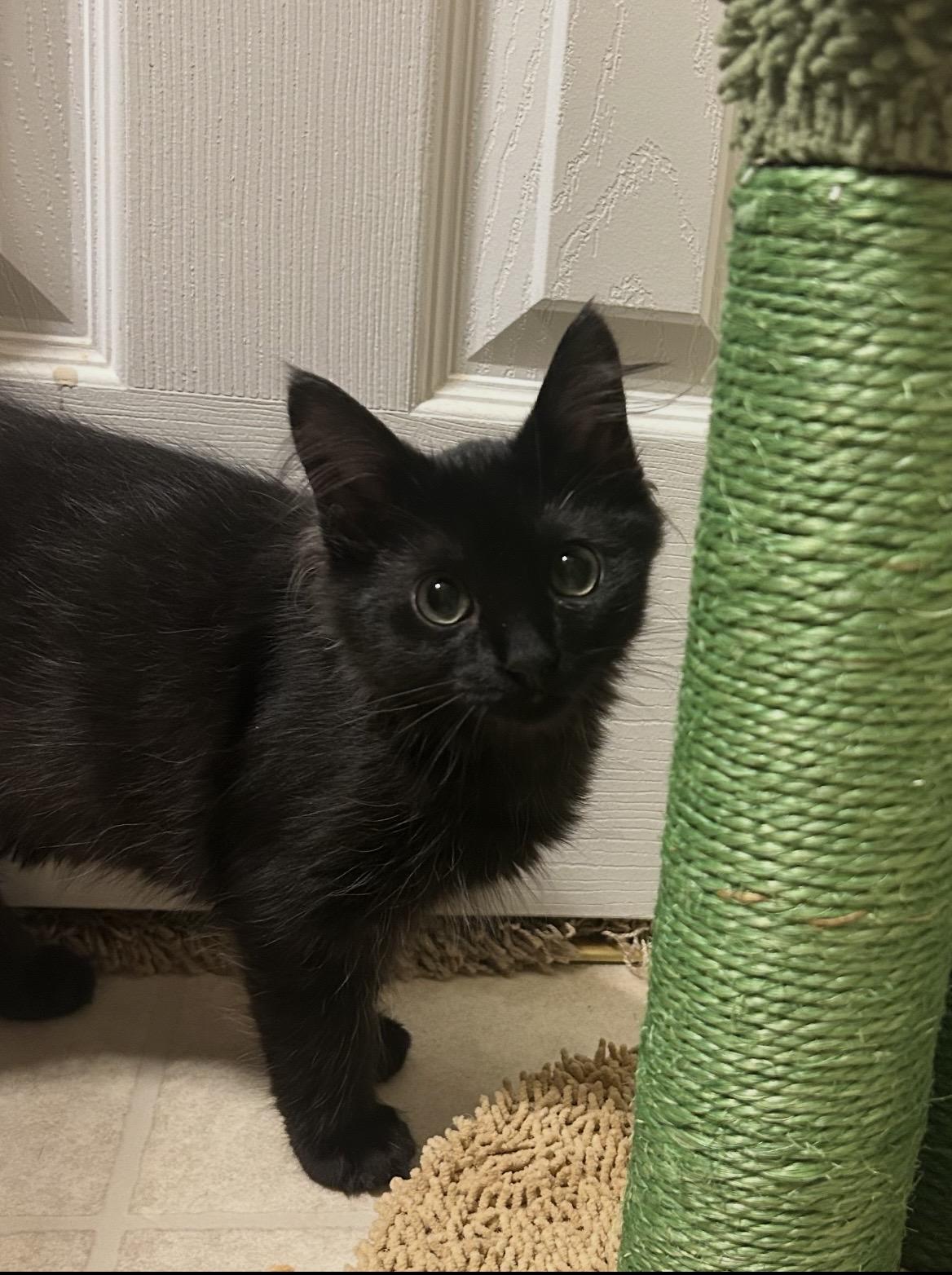 Enlarge Brownie, a ADOPTABLE Domestic Short Hair in Kannapolis, NC image 2/6