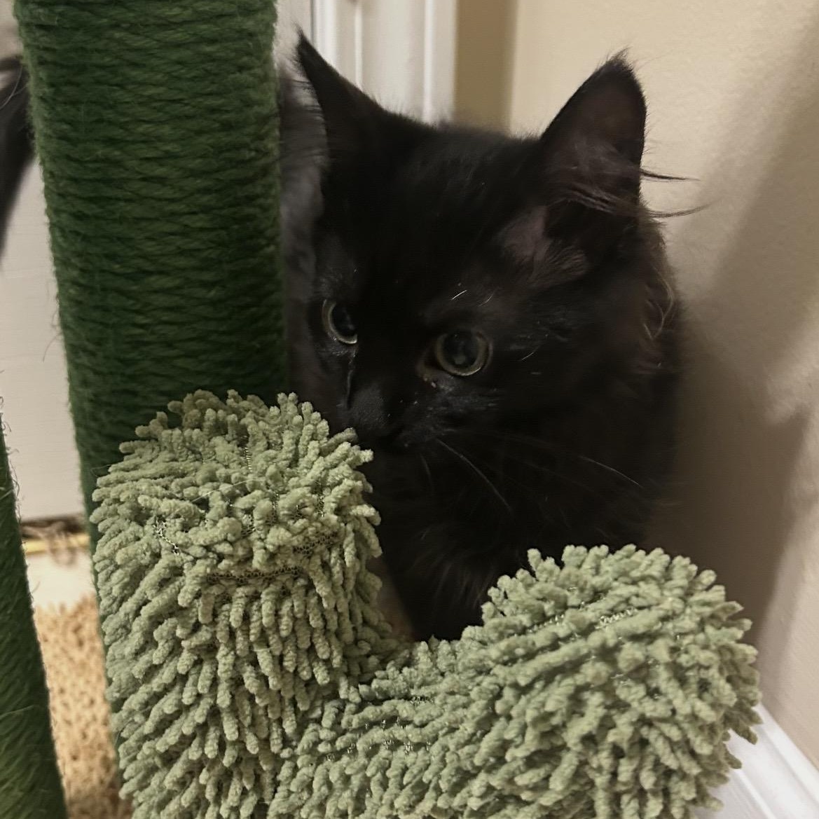 Enlarge Brownie, a ADOPTABLE Domestic Short Hair in Kannapolis, NC image 3/6