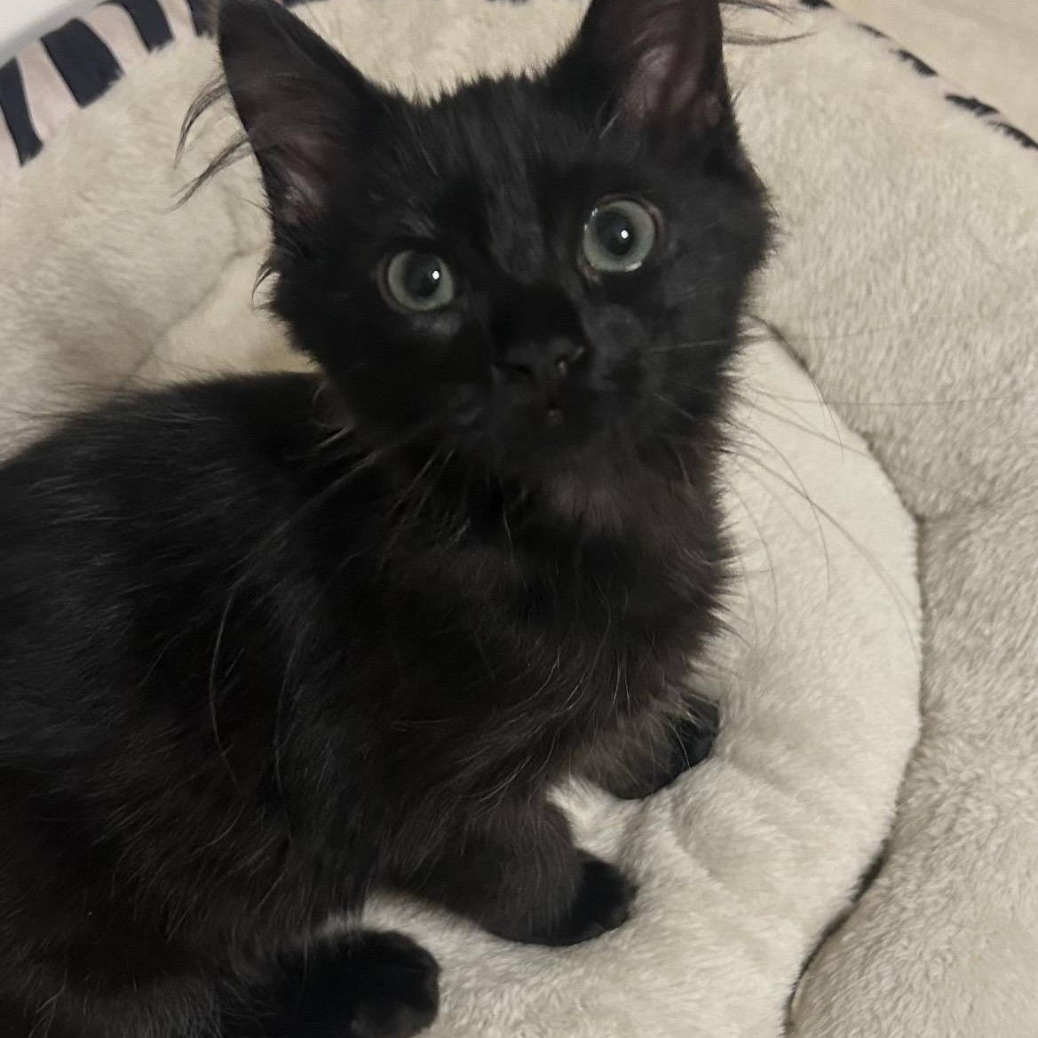 Enlarge Brownie, a ADOPTABLE Domestic Short Hair in Kannapolis, NC image 4/6