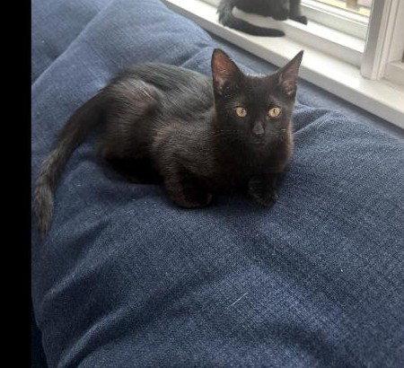 BIG MIKE, Adopted, Kitten Male Domestic Short Hair.