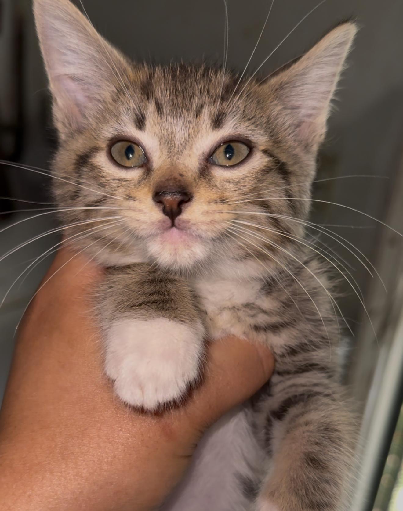 Franklin and Frazier — thumbnail 5