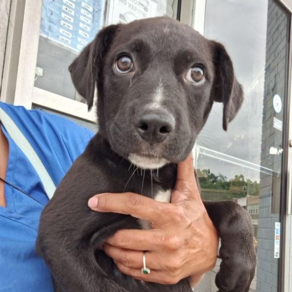 Tessa, Adoptable, Puppy Female Corgi.