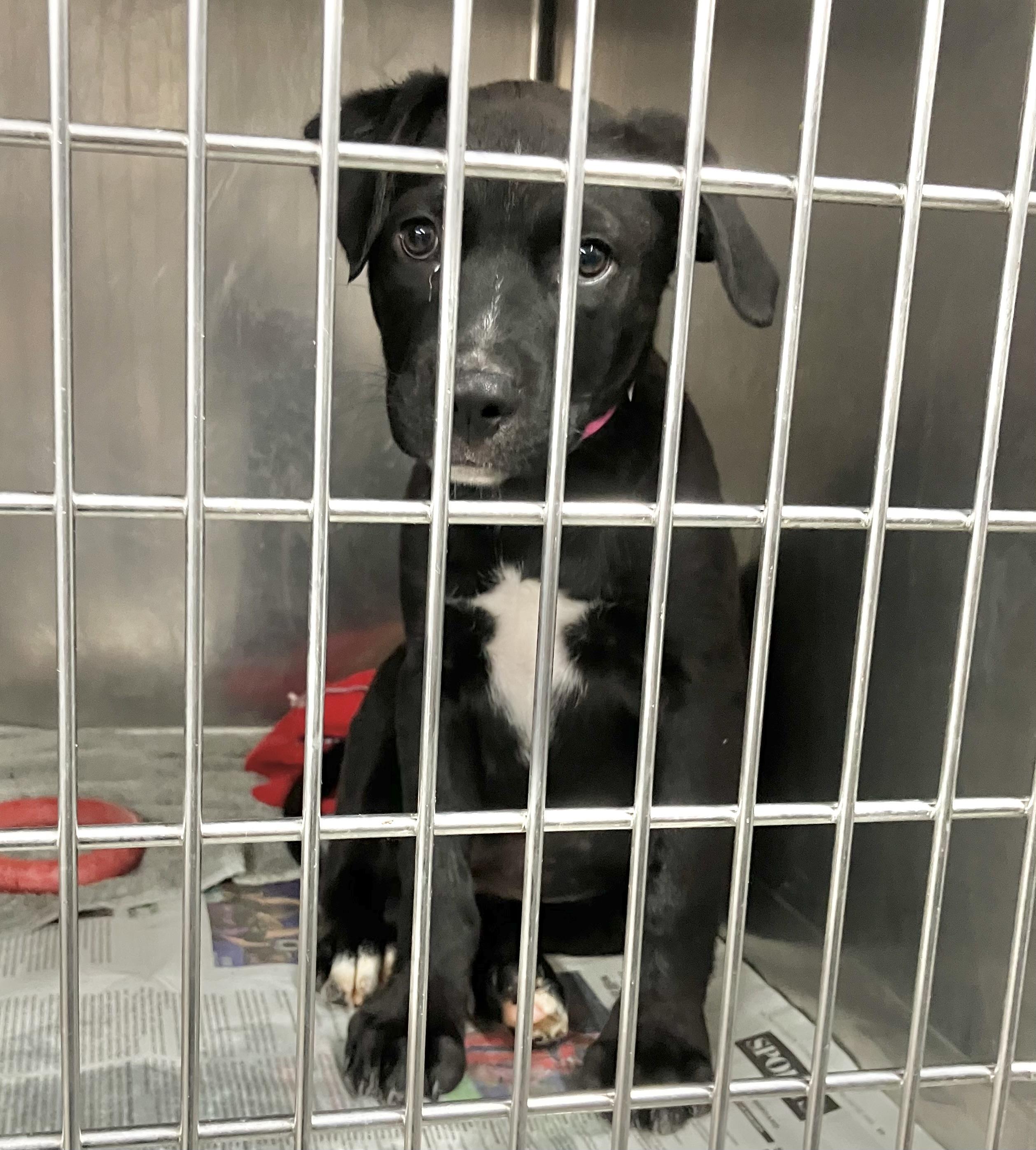 Tessa, a Adoptable mixed breed in Parma, OH image 2/2