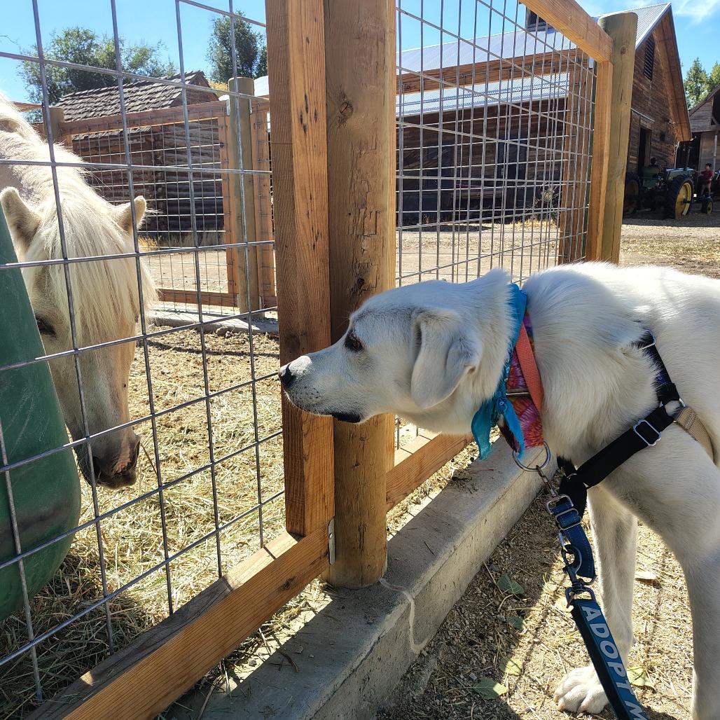 Bo, a Adoptable Great Pyrenees in Murray, UT image 1/5