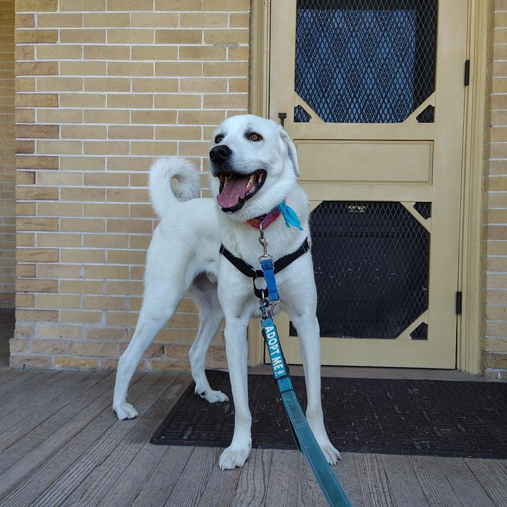 Bo, a Adoptable Great Pyrenees in Murray, UT image 2/5