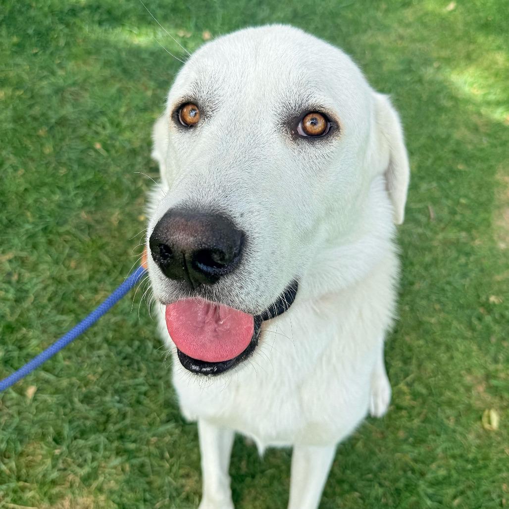 Bo, a Adoptable Great Pyrenees in Murray, UT image 3/5