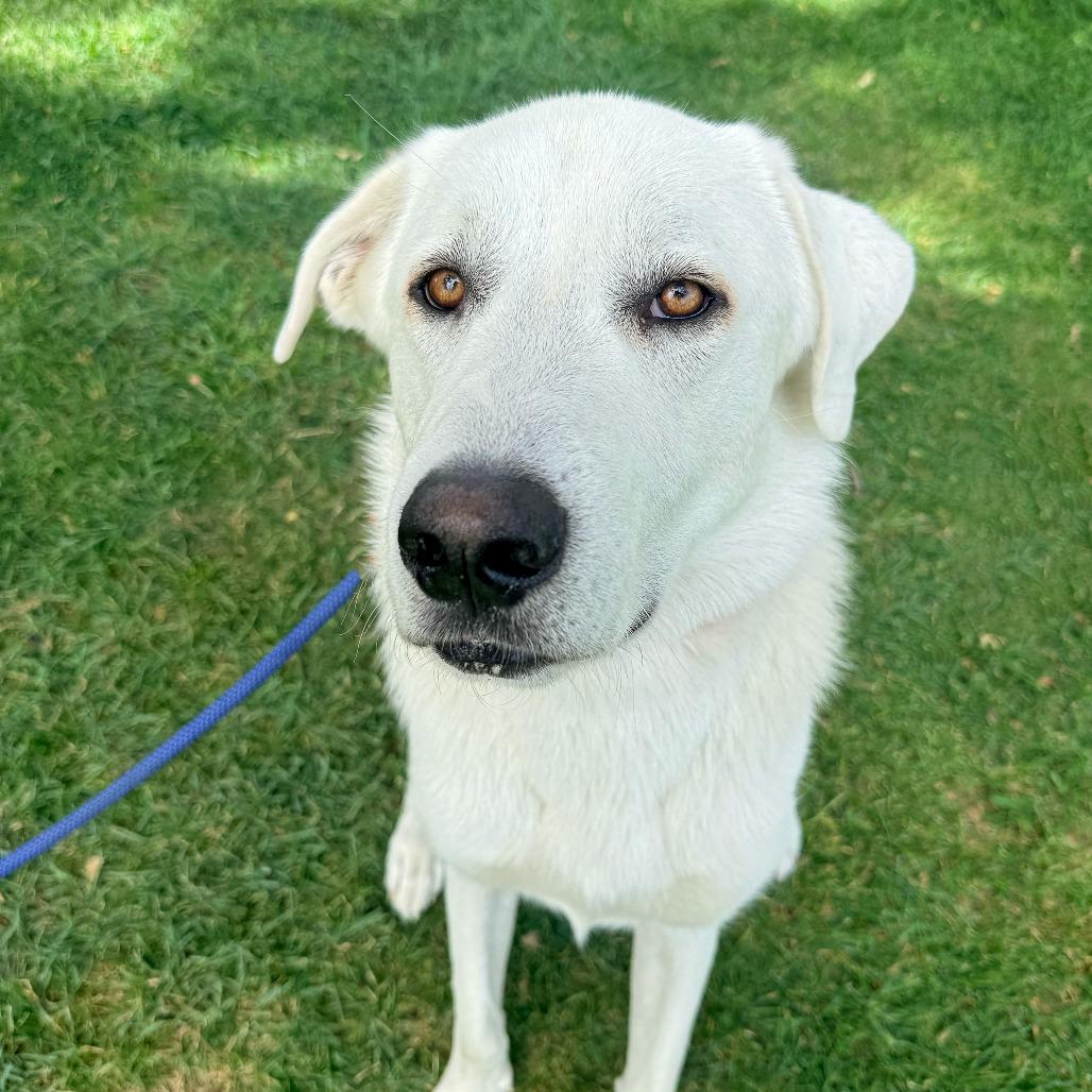 Bo, a Adoptable Great Pyrenees in Murray, UT image 4/5