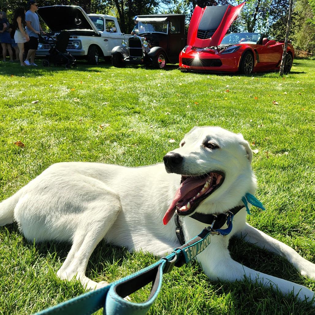 Bo, a Adoptable Great Pyrenees in Murray, UT image 5/5