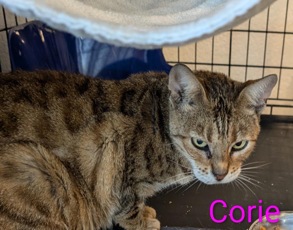 Corie, Adoptable, Adult Female Tabby.