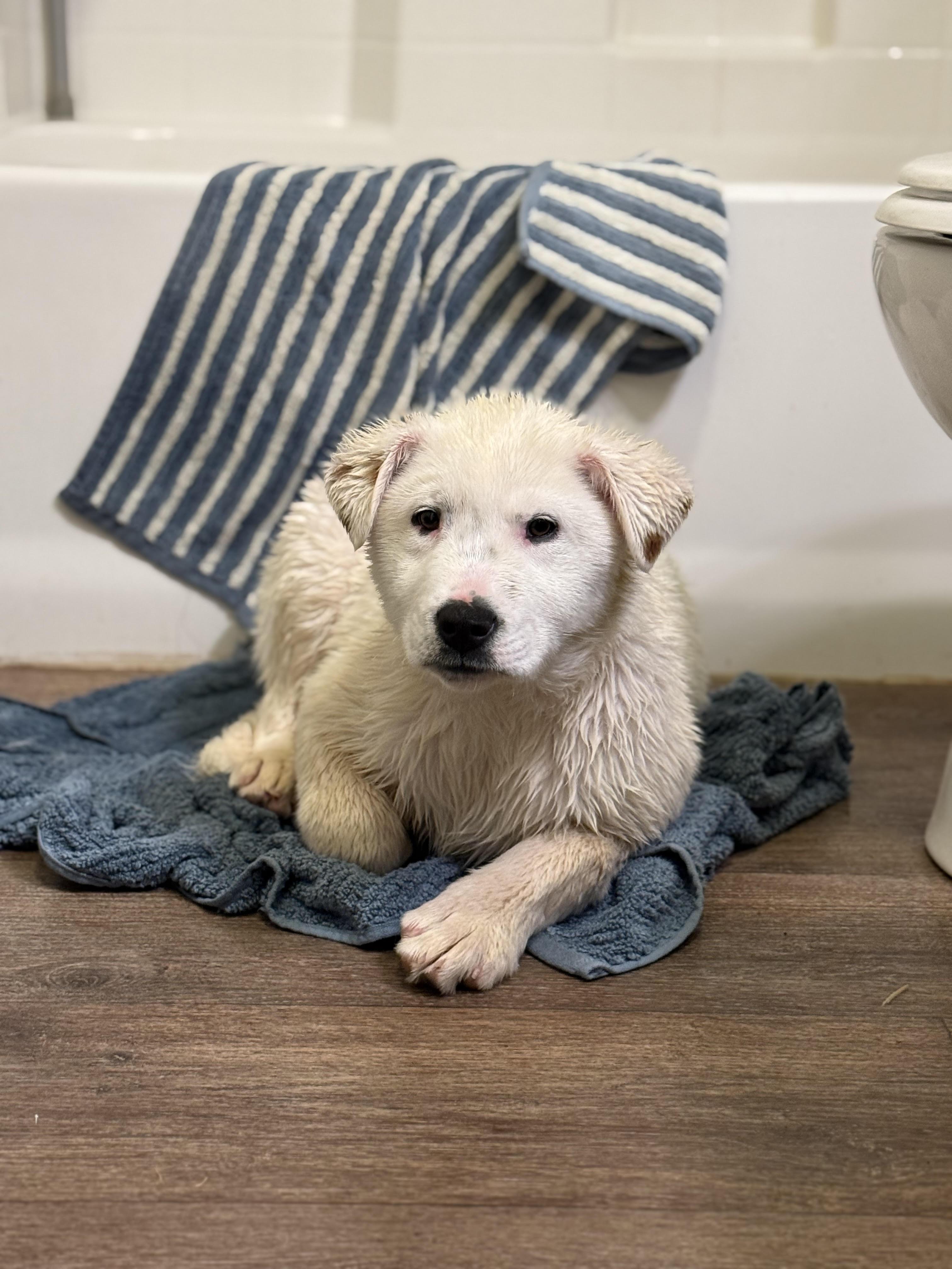 Murphy, a ADOPTABLE mixed breed in Flagstaff, AZ image 1/4