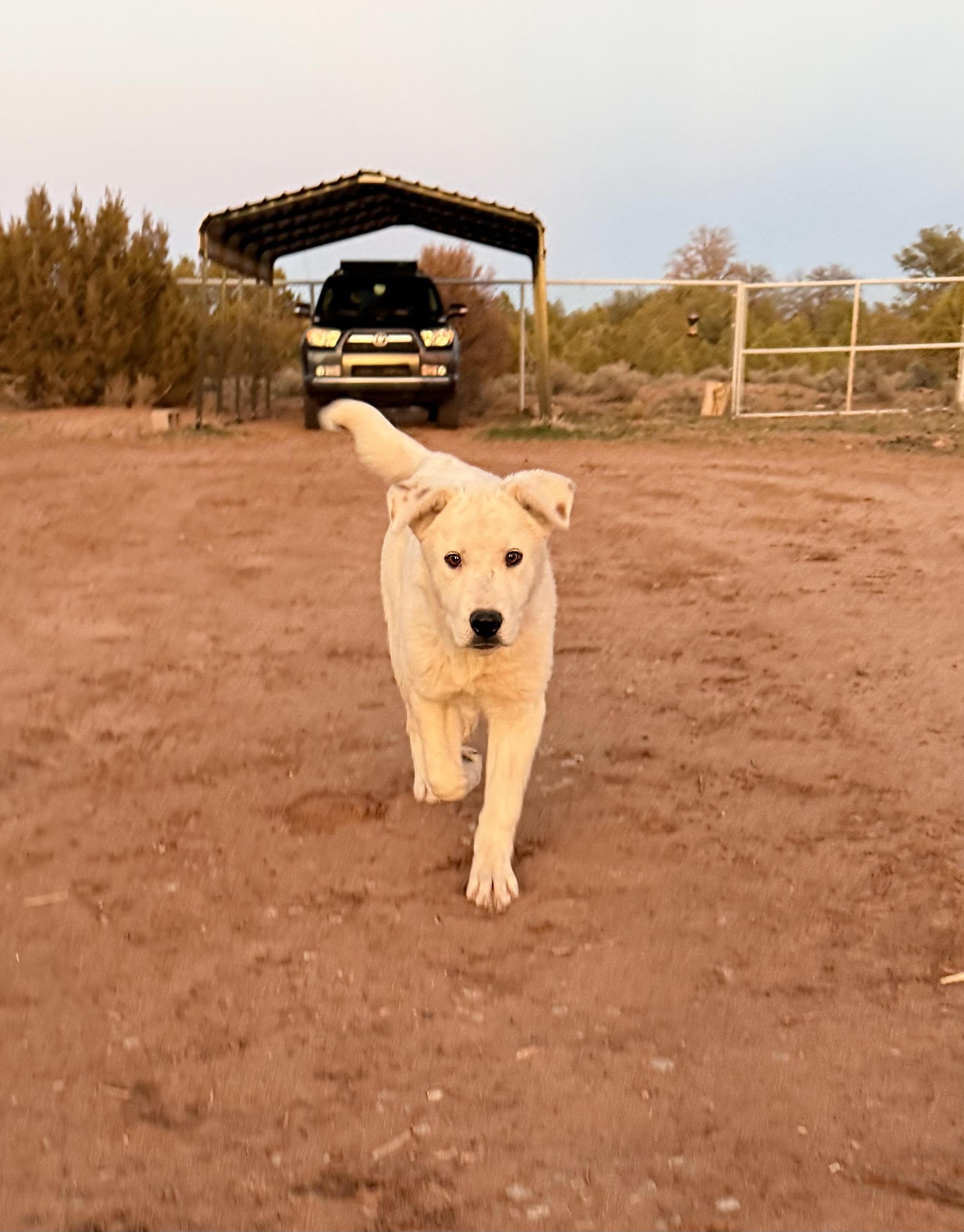 Murphy, a ADOPTABLE mixed breed in Flagstaff, AZ image 3/4