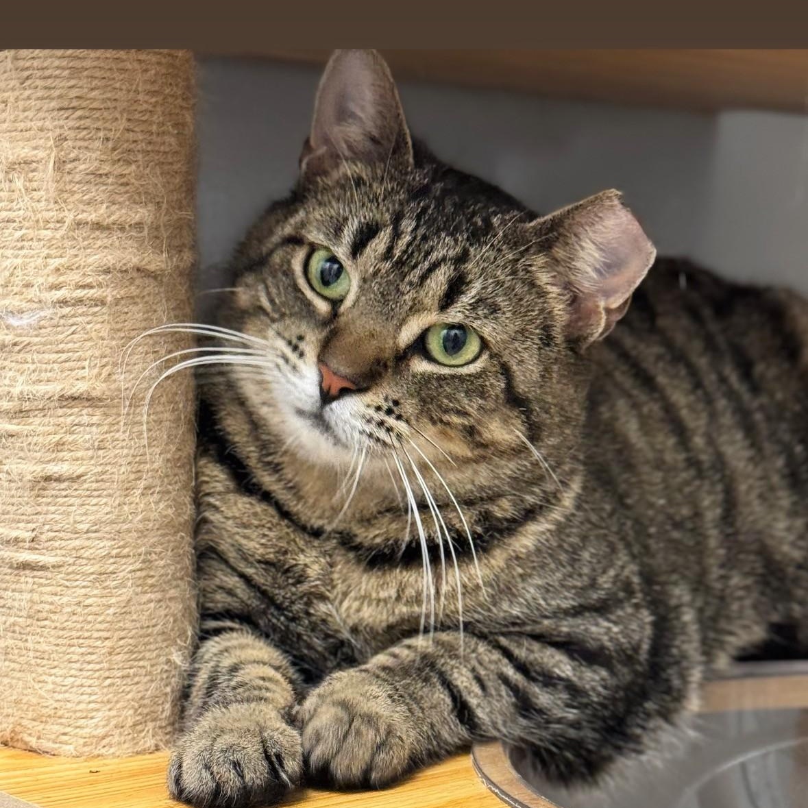 Enlarge Cupid, a ADOPTABLE Domestic Short Hair in Syosset, NY image 1/1