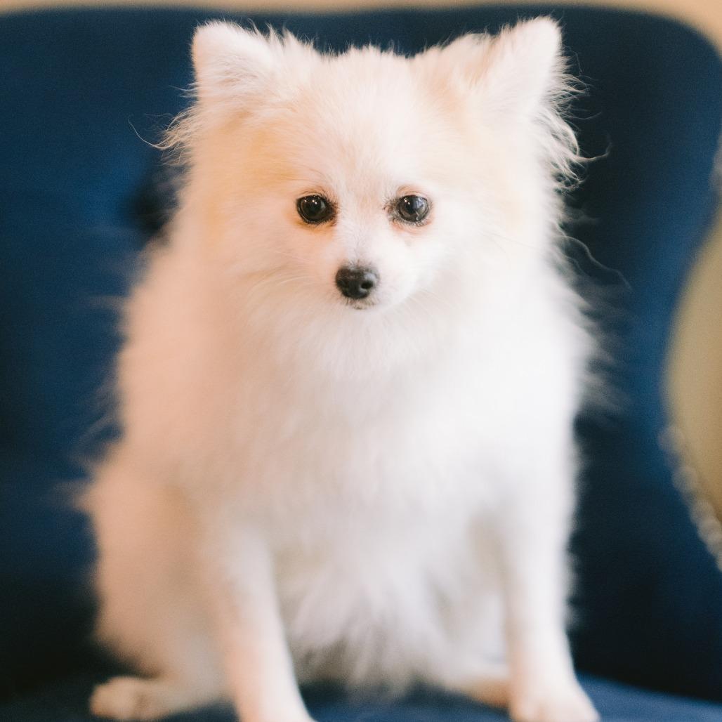 Mindy, ADOPTABLE, Adult Female Pomeranian.
