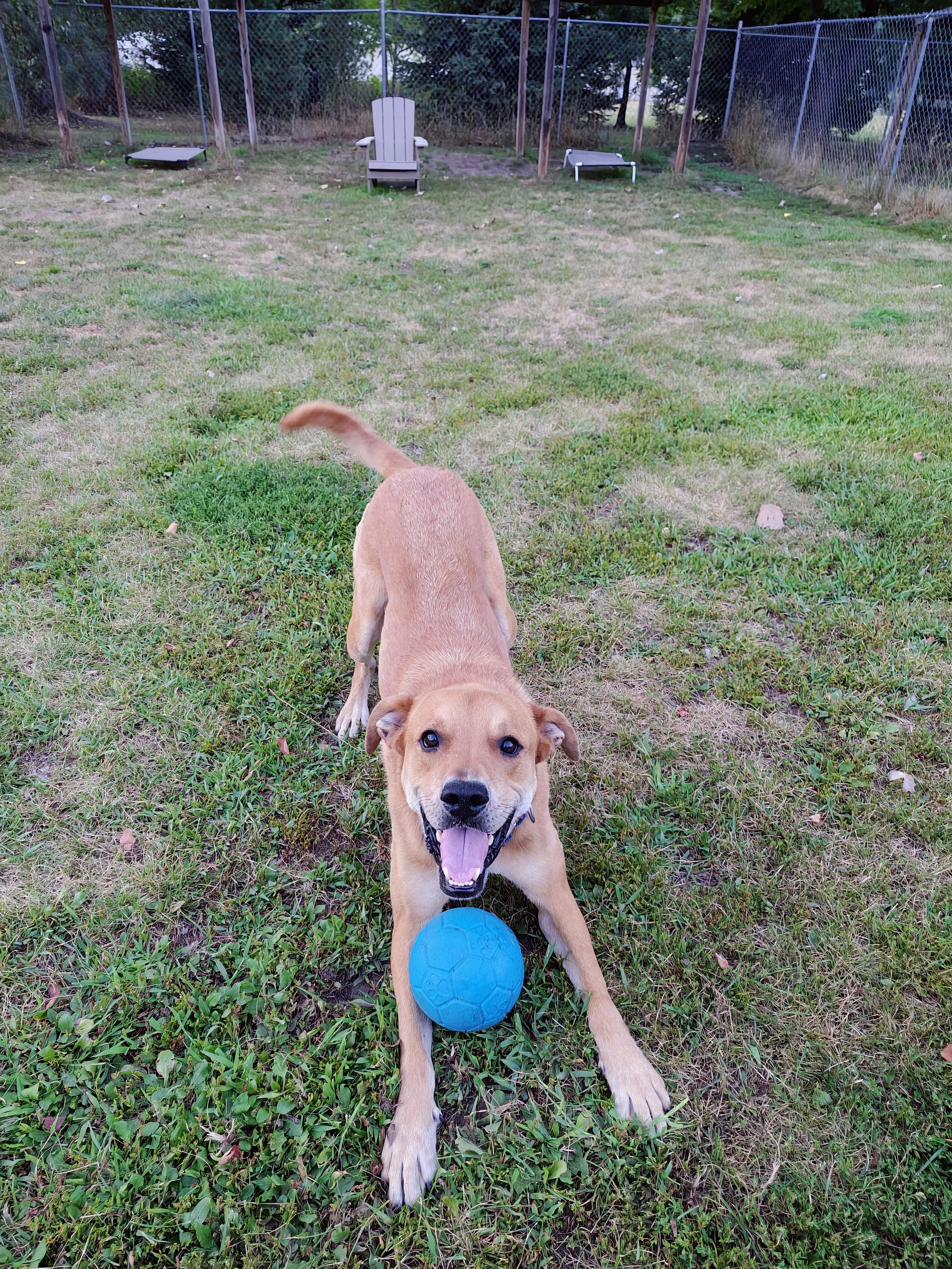 Cash, Adoptable, Adult Male Mixed Breed.