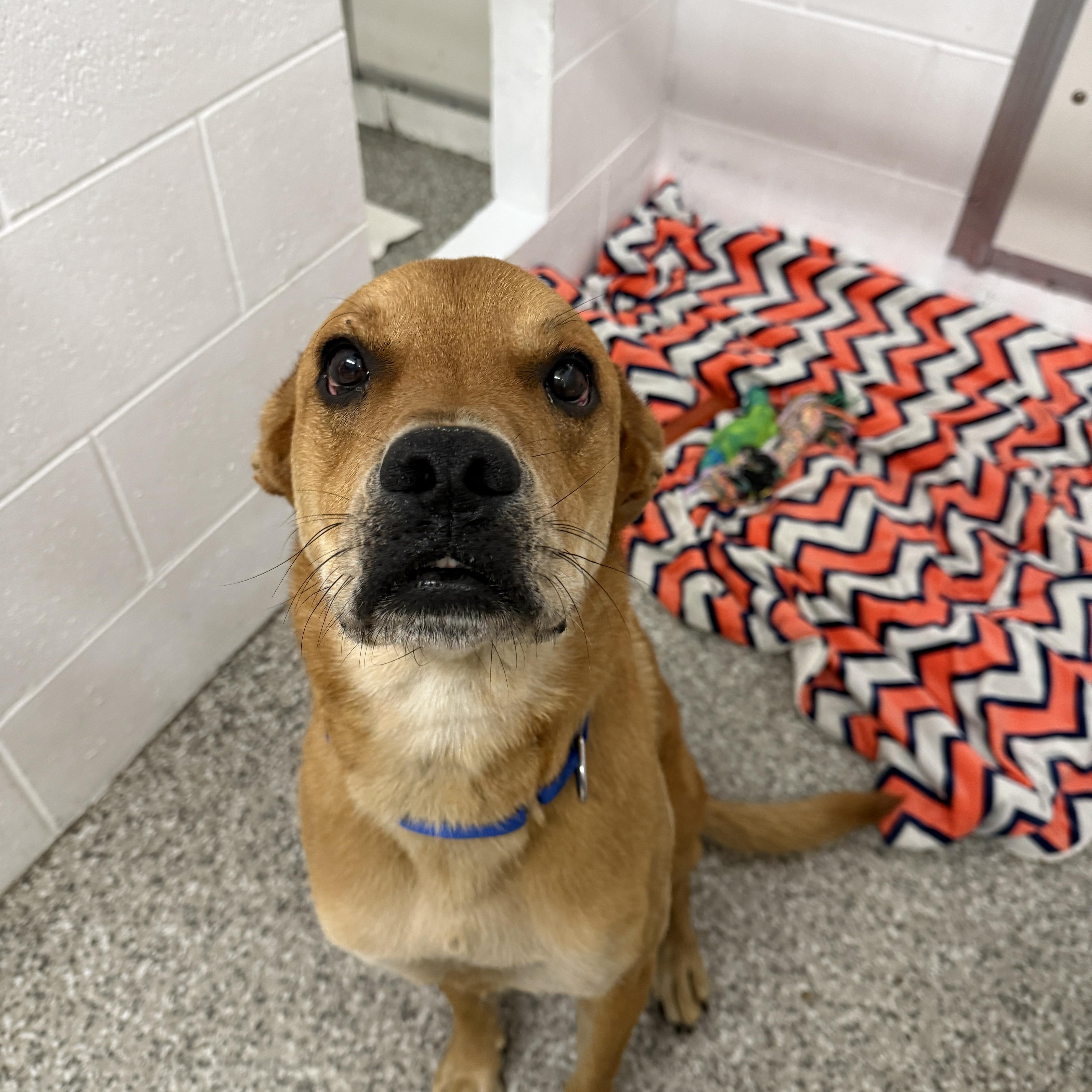 Enlarge Cash, a Adoptable mixed breed in Oconto, WI image 2/3
