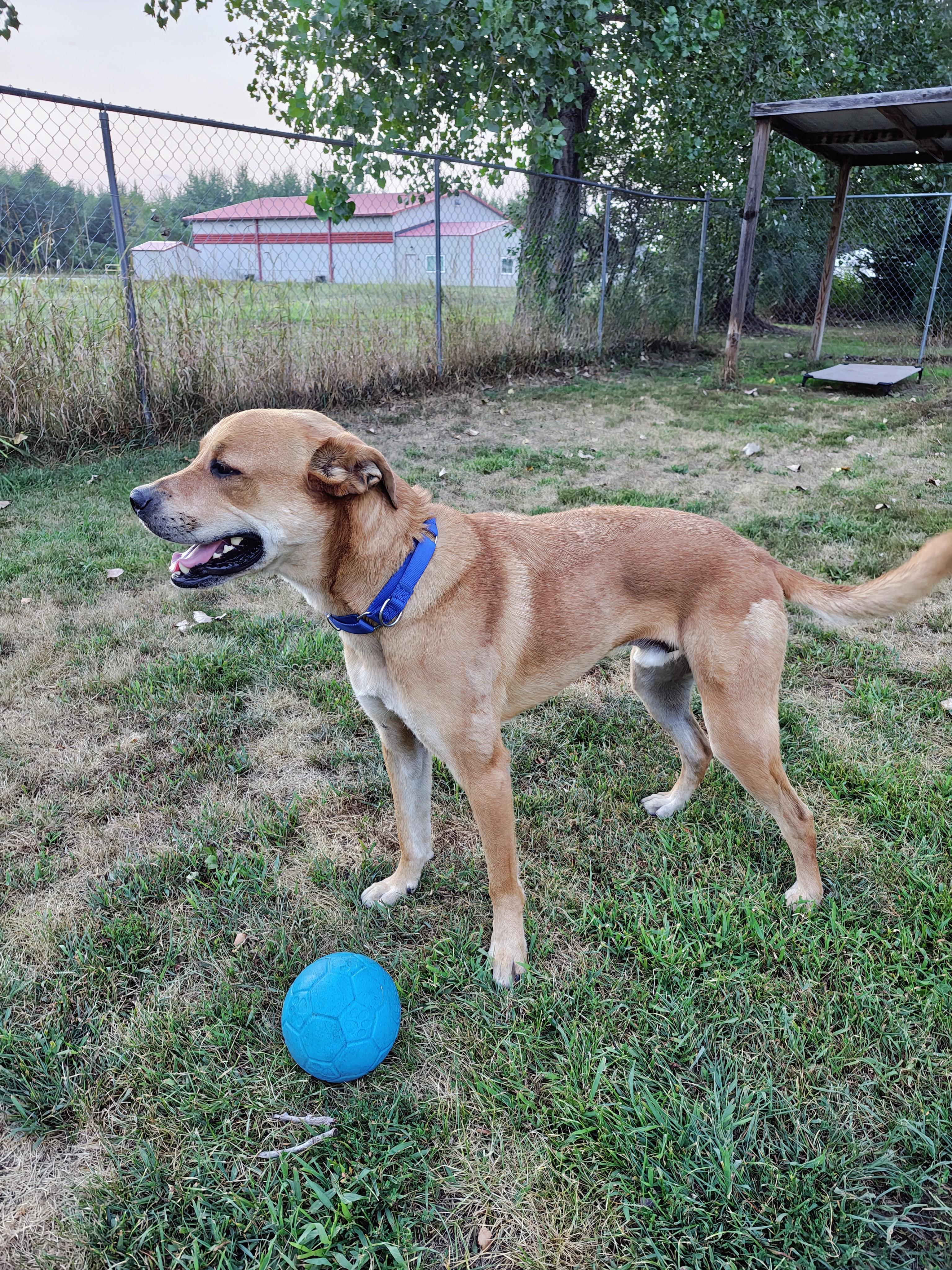 Enlarge Cash, a Adoptable mixed breed in Oconto, WI image 3/3