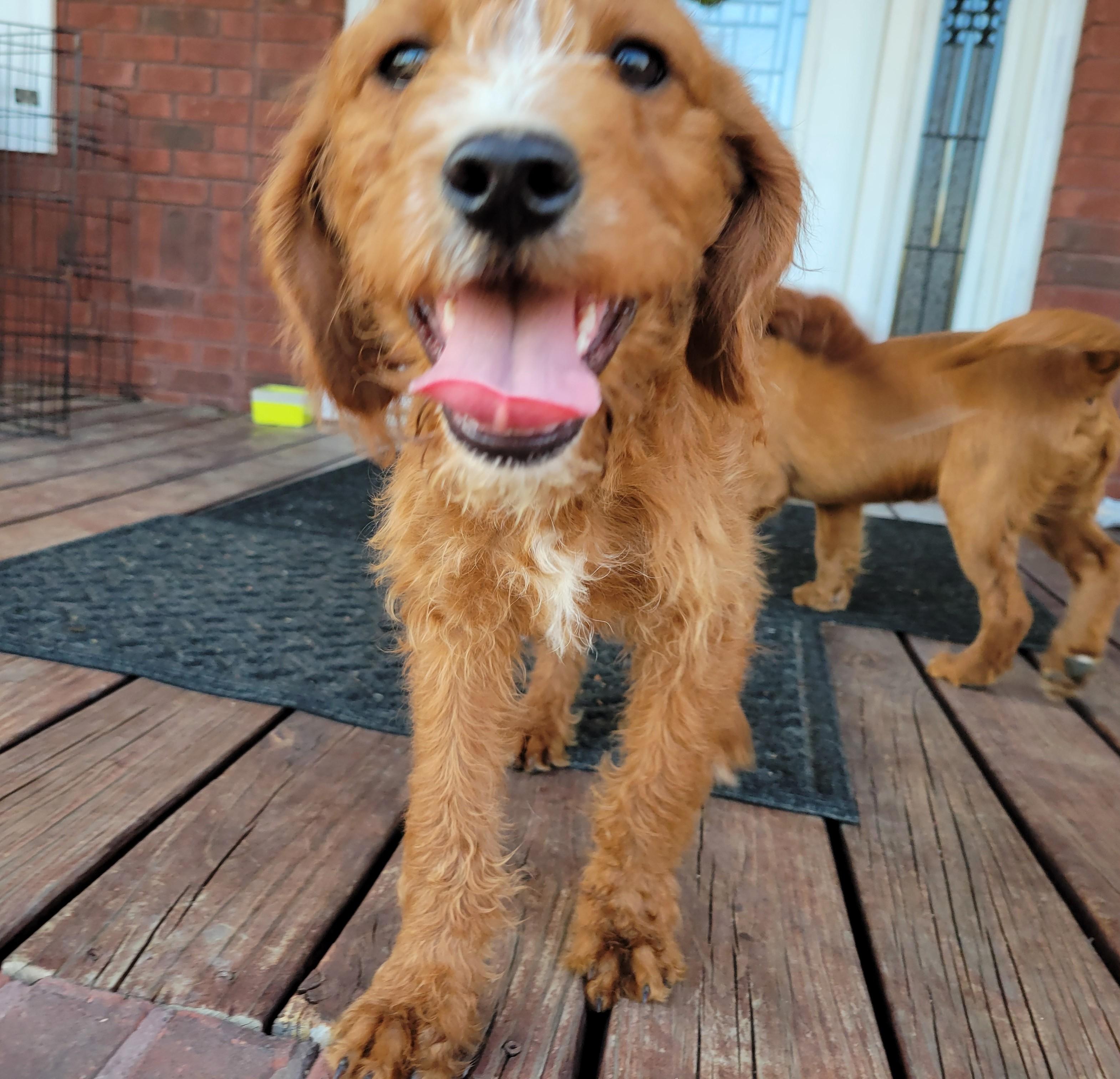 Enlarge Taki, an adopted Goldendoodle in Albany, NY image 4/5