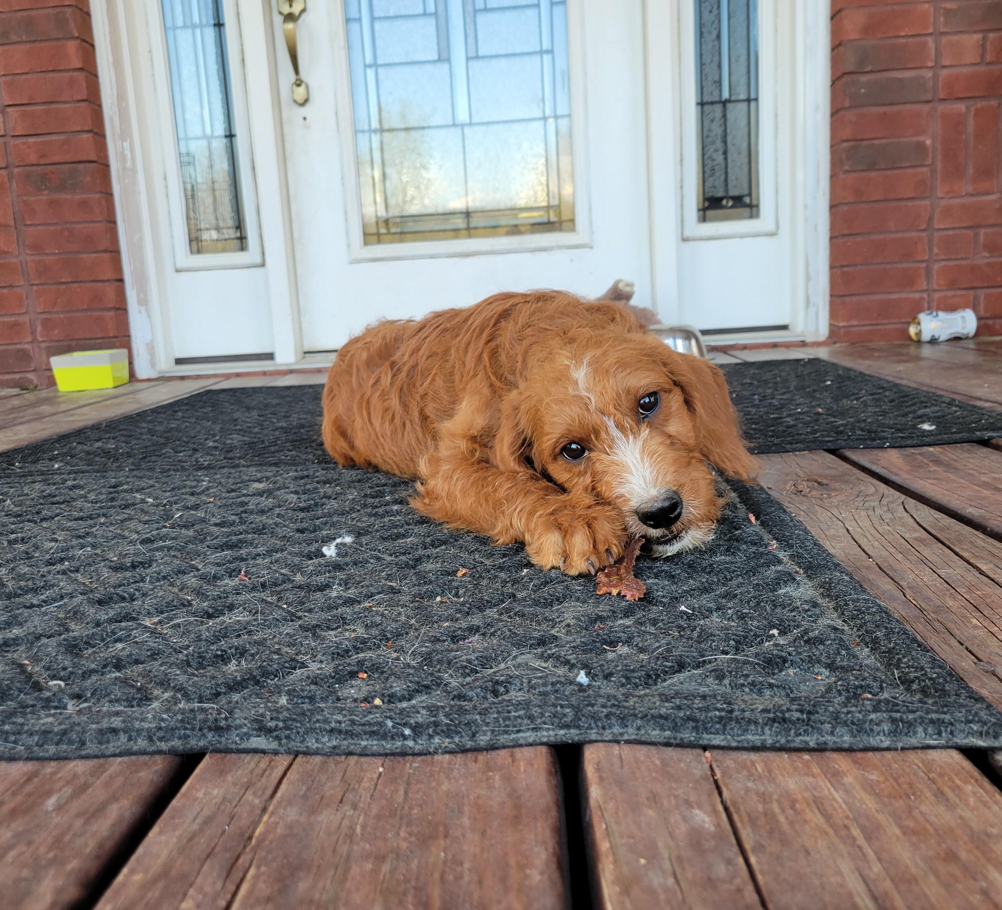 Enlarge Taki, an adopted Goldendoodle in Albany, NY image 3/5
