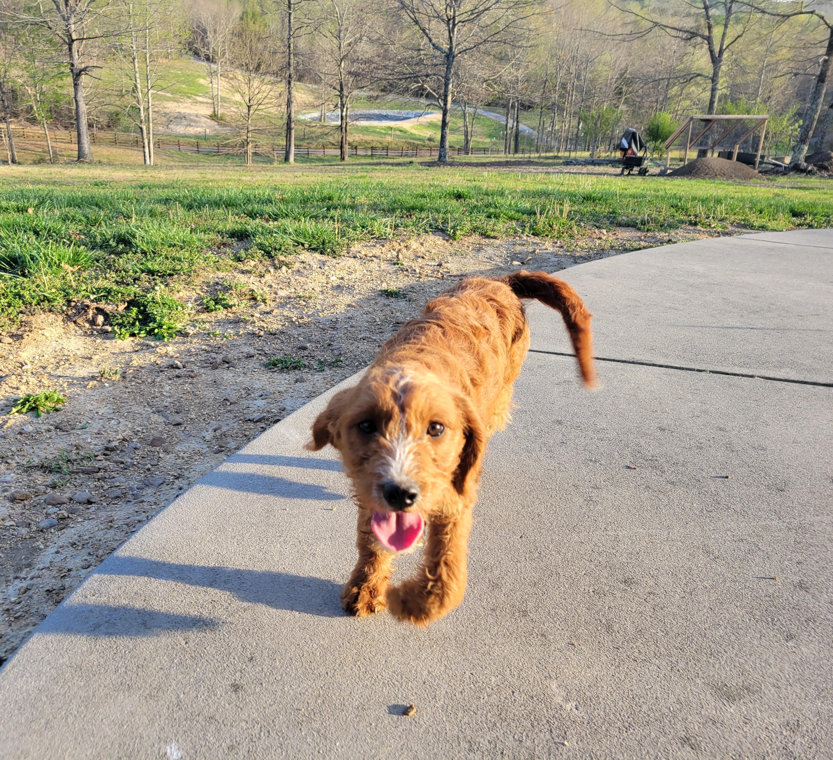Enlarge Taki, an adopted Goldendoodle in Albany, NY image 5/5